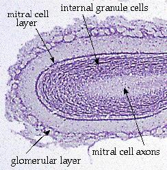 Szaglósejtek a szaglóhámban GL: glomerulus olfactorius Az szaglógumó nem
