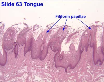 Ízlelés szerve: nyelv 4 féle nyelvszemölcsöt tartalmaz: papillae fliformes (fonál alakú szemölcsök) ebből van a