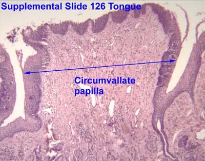 papillae circumvallatae (körülárkolt) nyelvgyök közelében, egy sorban, összesen 8-12 db, 2-3