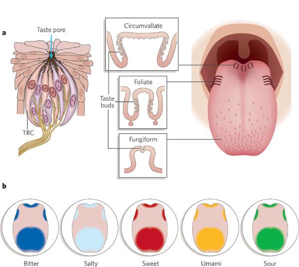 A receptor hámsejtek ötféle ízt érzékelnek: savanyút, sósat, édeset, keserűt és umamit (Naglutamát).