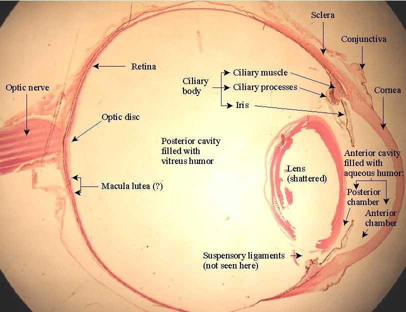 Az emberi szemgolyó (bulbus oculi) felépítése: külső, rostos burok: tunica fbrosa a dura mater folytatása részei: ínhártya (sclera), és elöl az
