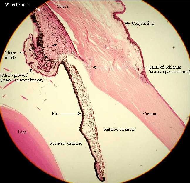 tunica vascularis lágy agyhártya hosszabbítása tápláló érhártya (choroidea) elöl a sugártestben