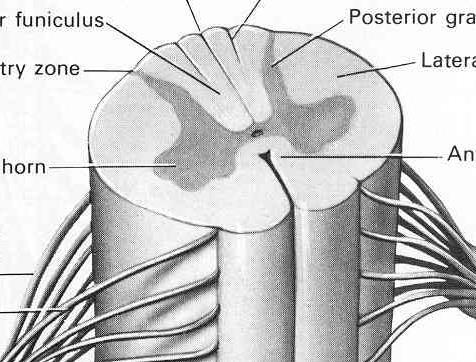 A gerincvelő (medulla spinalis) anatómiai leírása külső kontúrok SZAKASZAI pars cervicalis p. thoracica p. lumbalis p. sacralis p.