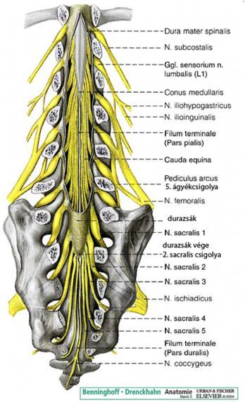 medulla oblongata/foramen magnum CAUDALIS VÉG: conus medullaris (terminalis) SPECIÁLIS TARTÓSZERKEZET: filum terminale (pia mater és