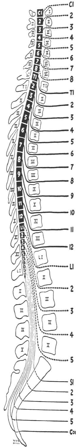 GERINCVELŐI IDEGEK (nervi spinales) 31 pár gerincvelői ideg - foramina intervertebralia Részei: radix dorsalis (érző) radix ventralis (mozgató) (kivéve C1,