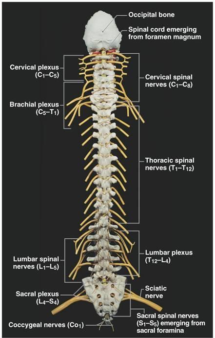 A gerincvelői idegek számozása a canalis vertebralisból való kilépésük alapján történik (cranio-caudalis sorrend): - C1-7 idegek a