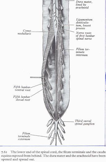 (porus duralis, canalis intervetebralis). A durazsák és a canalis vertebralis, illetve a gerincvelő eltérő hossza miatt.