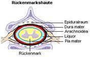 és a plexus vertebrelis internust tartalmazza) 2) ARACHNOIDEA A dura mater belső felszínét borítja, a subarachnoidealis tért létrehozva (liquor)