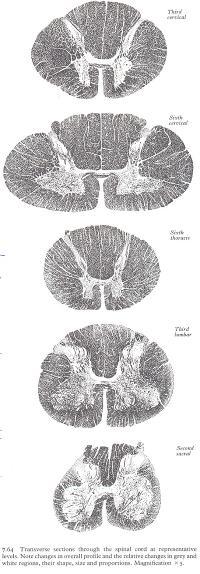 A gerincvelő keresztmetszetei C3 Cervicalis 1-8 Thoracalis 1-12