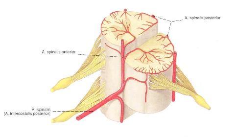 A GERINCVELŐ VÉRELLÁTÁSA ARTERIÁK 2 a. spinalis anterior (később egyesülnek) ellátják a ventrális szürkeállományt és részben a funiculus lateralist és anteriort. 2 a. spinalis posterior ellátják a hátsó szarvat és a funiculus dorsalist.