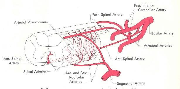 vertebralis, intercostalis, lumbalis, lateralis sacralis ramus spinalisai ellátják a csigolyákat, agyhártyákat, idegeket és a gerincvelőt a főágakkal anasztomozálva.