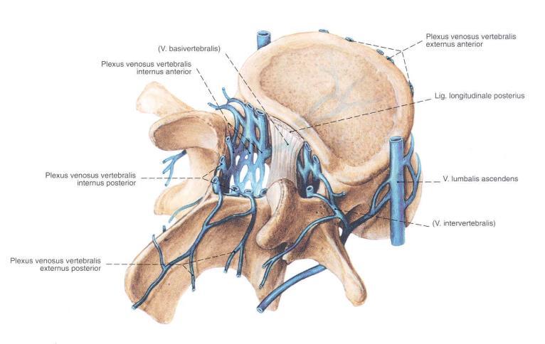 A GERINCVELŐ VÉRELLÁTÁSA VENÁK (NINCSENEK BILLENTYŰK) Lefutásuk hasonló az arteriákéhoz. Elülső longitudinalis venás törzs 1 v. anteromediana : vv. sulcalest veszi fel 2 vv.