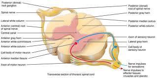 lumbalis (L) segmentum