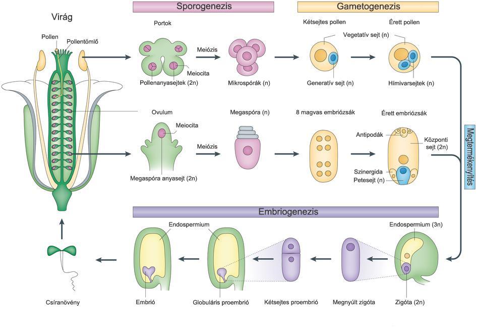 1. ábra. A sporogenezis, a gametogenezis és a kettős megtermékenyítést követő embriogenezis sematikus folyamata a zárvatermő növényekben.