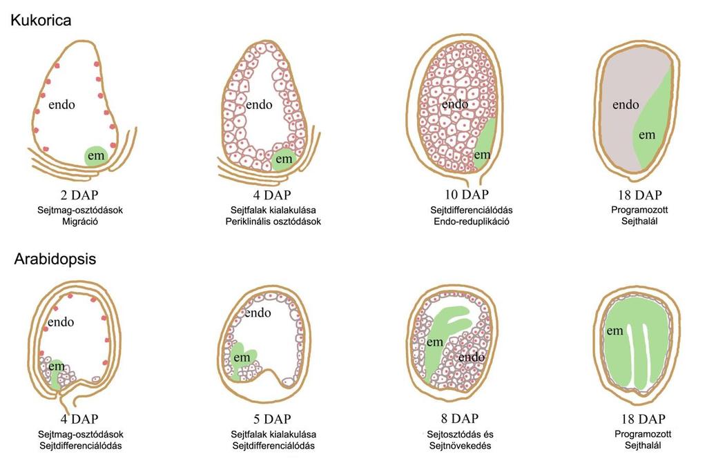 osztódások útján, annak belseje felé terjeszkedve kitöltik a megnövekedett embriózsák által biztosított teret, és kialakítják a végleges, sejtes szerkezetű endospermiumot (Brown és mtsai.
