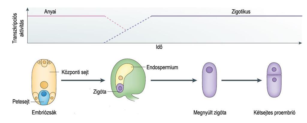 4. ábra. Az anyai és zigotikus transzkriptumok időbeli változásai az ivaros fejlődési szakaszban.