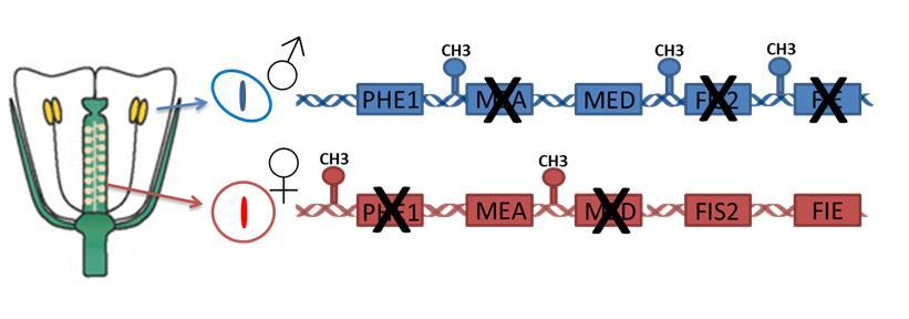 Adams és mtsai. 2000; Curtis és Grossniklaus 2008; Erilova és mtsai. 2009; Cailleau és mtsai. 2010). 6. ábra. Transzkripciósan aktív és inaktív gének a hímivarsejtben (fent) és a petesejtben (lent).