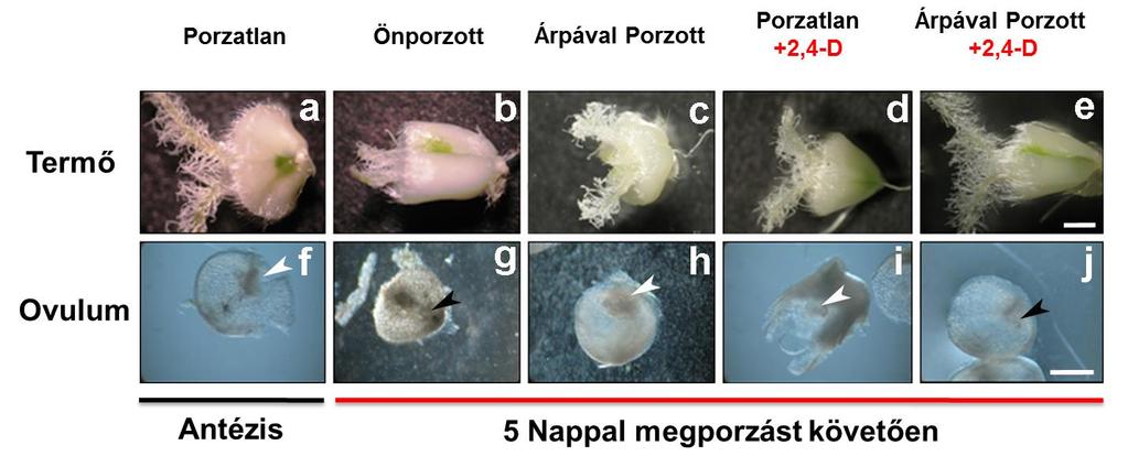 hibrid keresztezésekben a szakirodalmi adatok szerint az embriókötést támogató 2,4-D kezelés hatását is (Koba és mtsai. 1991). 12. ábra.