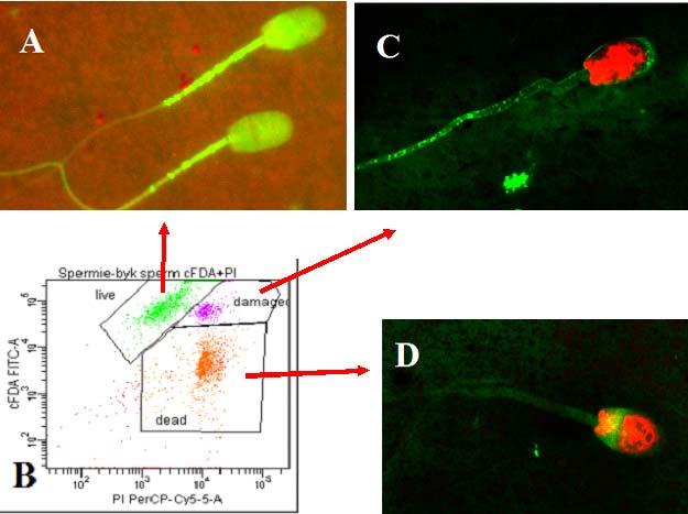 XVIII. KÖZÉP-EURÓPAI BUIATRIKUS KONGRESSZUS & A MAGYAR BUIATRIKUSOK TÁRSASÁGÁNAK XXVIII. NEMZETKÖZI KONGRESSZUSA 2018 mitochondrial section, membrane integrity and others.