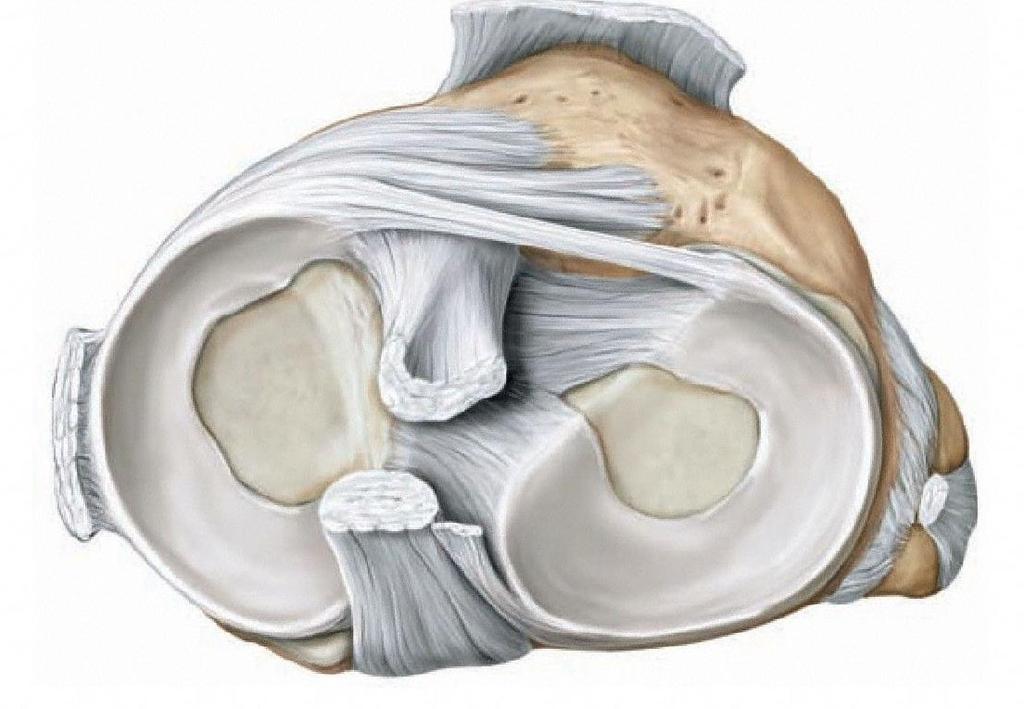 A térdízület járulékos alkotórészek = meniscusok hátulsó keresztszalag külső