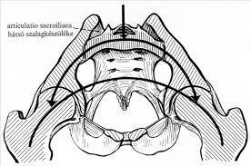 Medenceöv A medencére ható erők A test súlya a keresztcsont