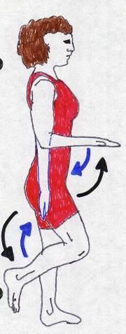 Ízületek mozgásai (1): Hajlítás= flexio (könyökízület, alkar