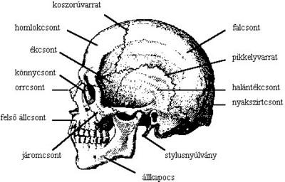 Koponya részei r