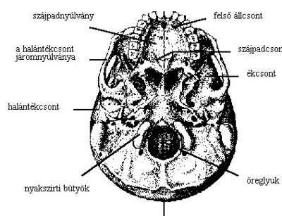 Koponya alulról