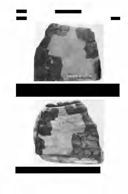 482 Földtani Közlöny 124/4 I. Tábla Plate I 1.