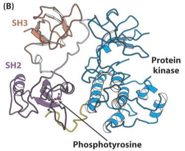 autoinhibíció: C-farok Tyr-P i (v-src-ben hiányzik aktív mindig) szubsztrát inaktív Src foszfotirozin