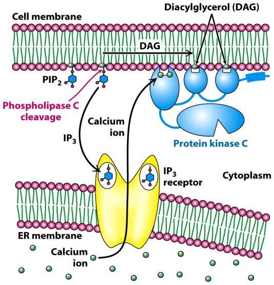 PLC/foszfoinozitid szignalizációs utak sejtmembrán PIP 2 DAG foszfolipáz-c hasítás IP 3 Ca 2+