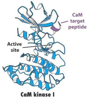 -csatorna (rianodin-receptor) MLCK (miozin könnyű lánc kináz)