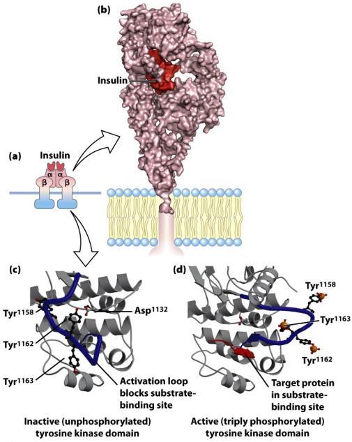 Inzulin receptor autofoszforiláció Kereszt foszforiláció 3 Tyr oldalláncon aktivációs hurok nem gátolja az aktív helyet Célfehérjék: IRS-1 és -2 (inzulin receptor-szubsztrát): adapter fehérjék