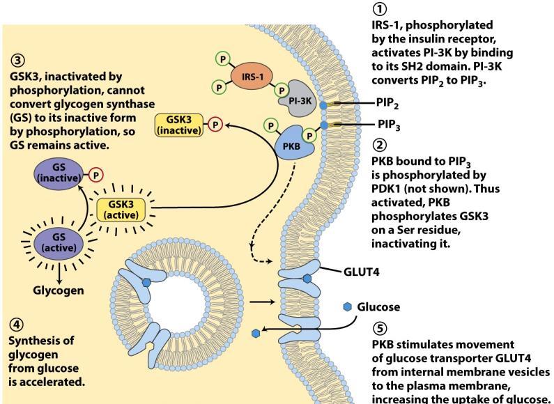 PIP 3 /PKB útvonal izomsejtben PKB inaktiválja GSK3-at, így GS aktív marad aktivált INS-R P TBC1D4 Rab IRS-1 aktiválja PI-3K-t PIP 3 PIP 3 -hoz kötött PKB-t a PDK1 aktiválja (PKB szubsztrát: mtor :
