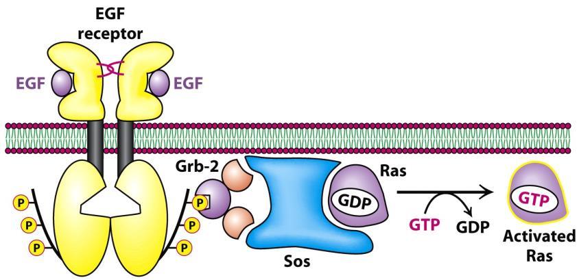 Receptor Tyr-kinázok: EGF-receptor Grb2 (SH2- és 2 SH3-domén) Sos (GEF) Ras (membrán horgony) (humán rákok 30%-ában mutáns) MAPK kaszkád (mitogén-aktiválta protein-kináz) Raf-1 (MAPKKK) MEK (MAPKK)