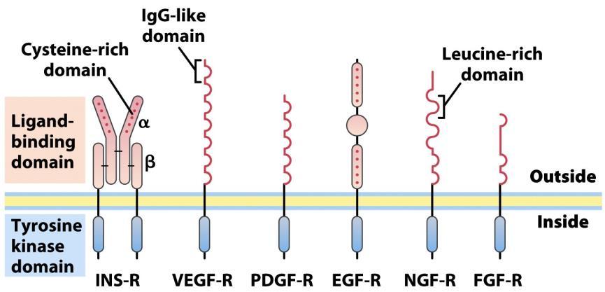 Receptor tirozin-kináz család Moduláris fehérjék Cys-gazdag domén ligandum -kötő domén Tyr-kináz domén Ig-domén
