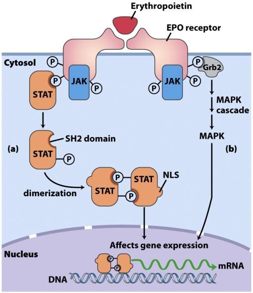 fibroblaszt GF Citokin (interferon, interleukin, kemokin) receptorok pl. eritropoetin + EPO-R v.