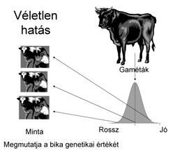 TENYÉSZÉRTÉKBECSLÉS BLUP az év hatására, az alom hatására. Összefoglalva választ kell adni az állandó (fix) hatások korrigálásának problémakörére.