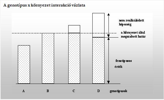 GENOTÍPUS X KÖRNYEZET KÖLCSÖNHATÁS A genotípus x környezet interakció alapesetei [BRANDSCH nyomán ] Az I.