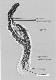 Planaria, két