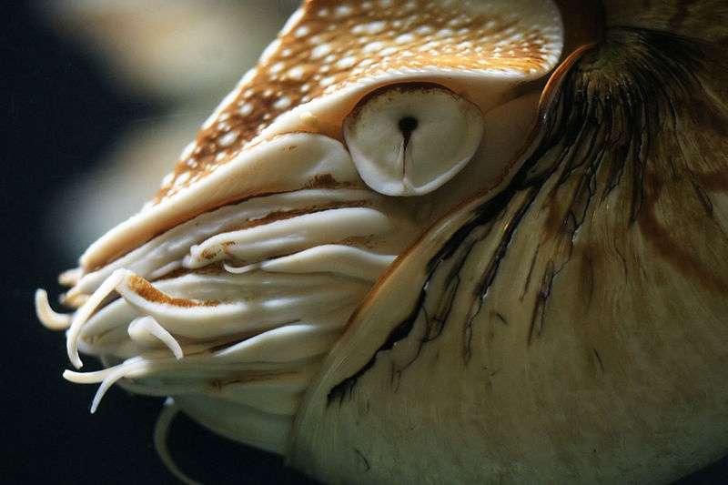 Nautilus