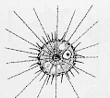2. Gömb alapforma (homaxonia) (A test gömb
