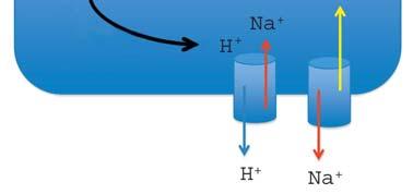 helyezkednek el. A szükséges energiát mind aerob oxidáció, mind anaerob glikolízis során képesek megtermelni (2. ábra). 2.2. Iszkémiás-reperfúziós károsodása vázizomban 2.2.1.