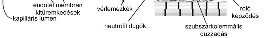 26 Ezen elváltozásoknak velejárója az energiaraktárak kiürülése (a folyamat megegyezik az izomszövetnél leírtakkal), egyes bioaktív ágensek csökkent képződése (prosztaciklin, NO), míg más mediátorok