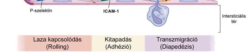 eredményeként jön létre az ún. no reflow jelenség, mely az keringés beindulását az adott területen nem teszi lehetővé, az iszkémiát prolongálhatja, a reperfúzió mintázatát foltossá teszi ezáltal.
