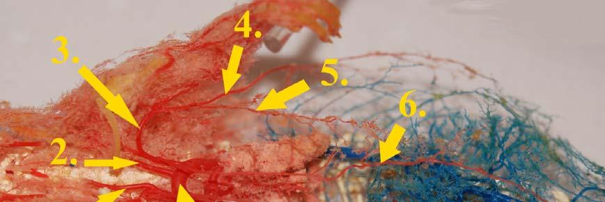 5. A comb anterior és mediális felszínén lévő artériás rendszer, mely a laterális kollaterális artériából ered. 6.