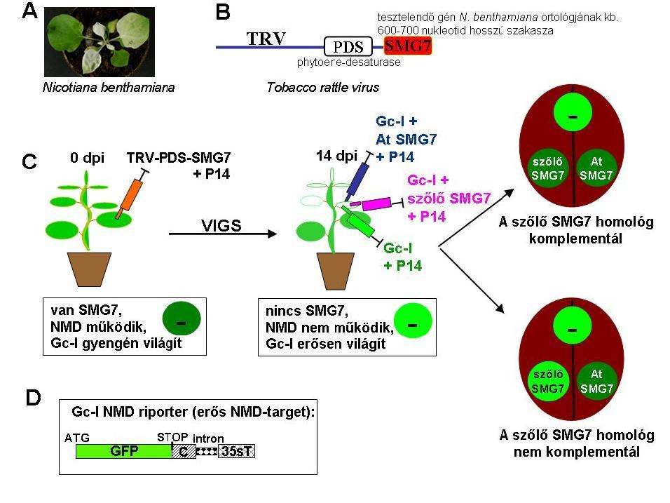 1. ábra. N. benthamiana tranziens géndepléciós-komplementációs rendszer. A PDScsendesített N. benthamiana növény. B A TRV-PDS-SMG7 konstrukció sematikus ábrája. C Géndepléció és komplementáció N.