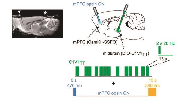 A mpfc ÉS A KÖZÉPAGYI DOPAMIN SEJTEK EGYÜTTES OPTOGENETIKAI STIMULÁCIÓJA Emily A. Ferenczi et al.