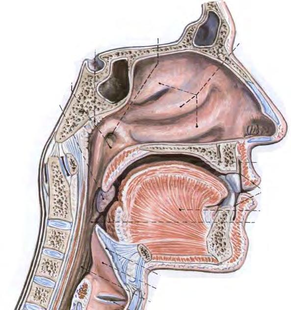 Garatüreg (pharynx faringális)