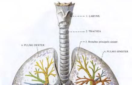 bronchus,